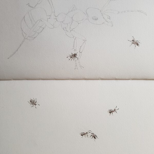 Krabbeln da Ameisen übers Papier?