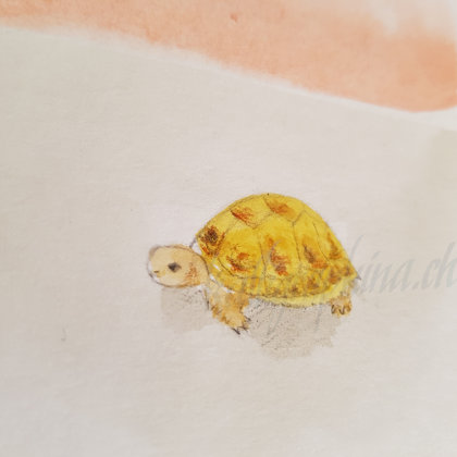 Bon de cadeau "tortue"