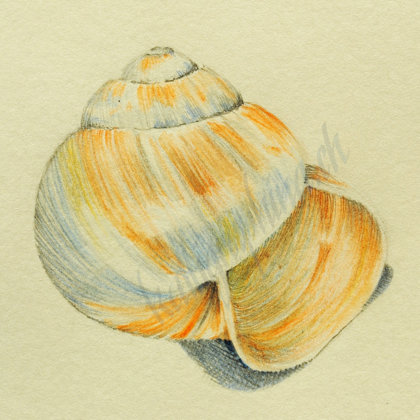 Snail shell - study