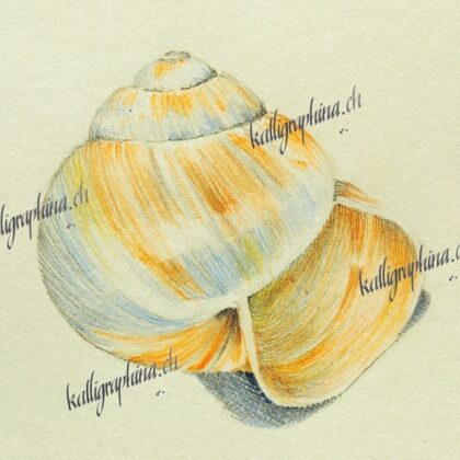 Study of a a snail shell
