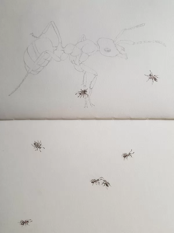 Krabbeln da Ameisen übers Papier?
