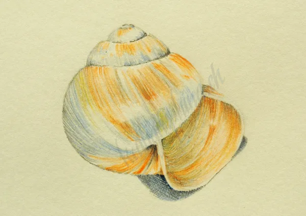 Snail shell - study
